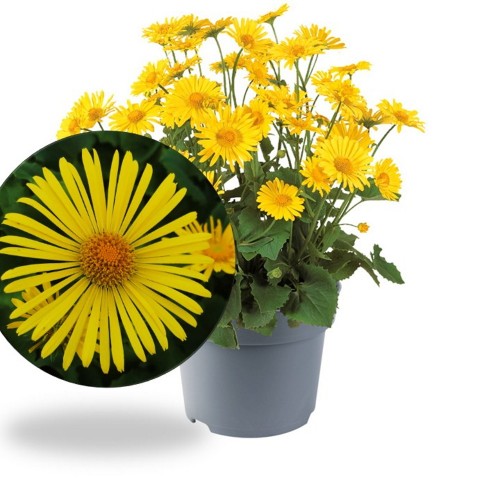Doronicum orientale 'Little Leo' - Kaukaasia kitsekakar 'Little Leo' P9/0,55L 